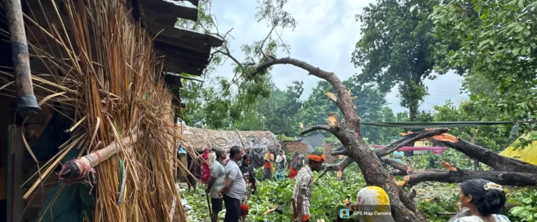 तेज हवा और बारिश से गिरे पेड़, मकान क्षतिग्रस्त; भैंस घायल